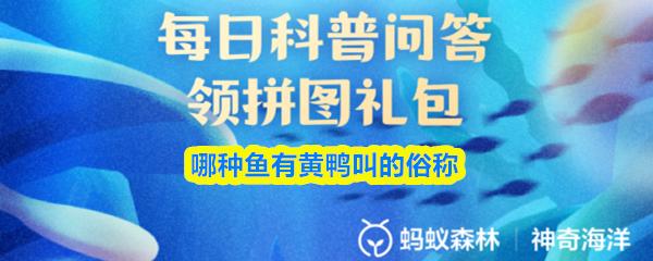 哪种鱼有黄鸭叫的俗称